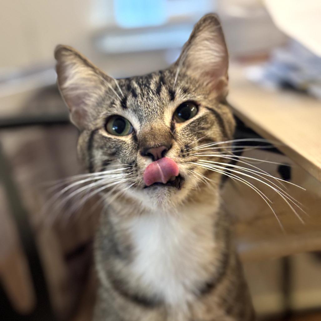 Enlarge Zuko, a Adoptable Domestic Short Hair in Long Beach, CA image 4/5