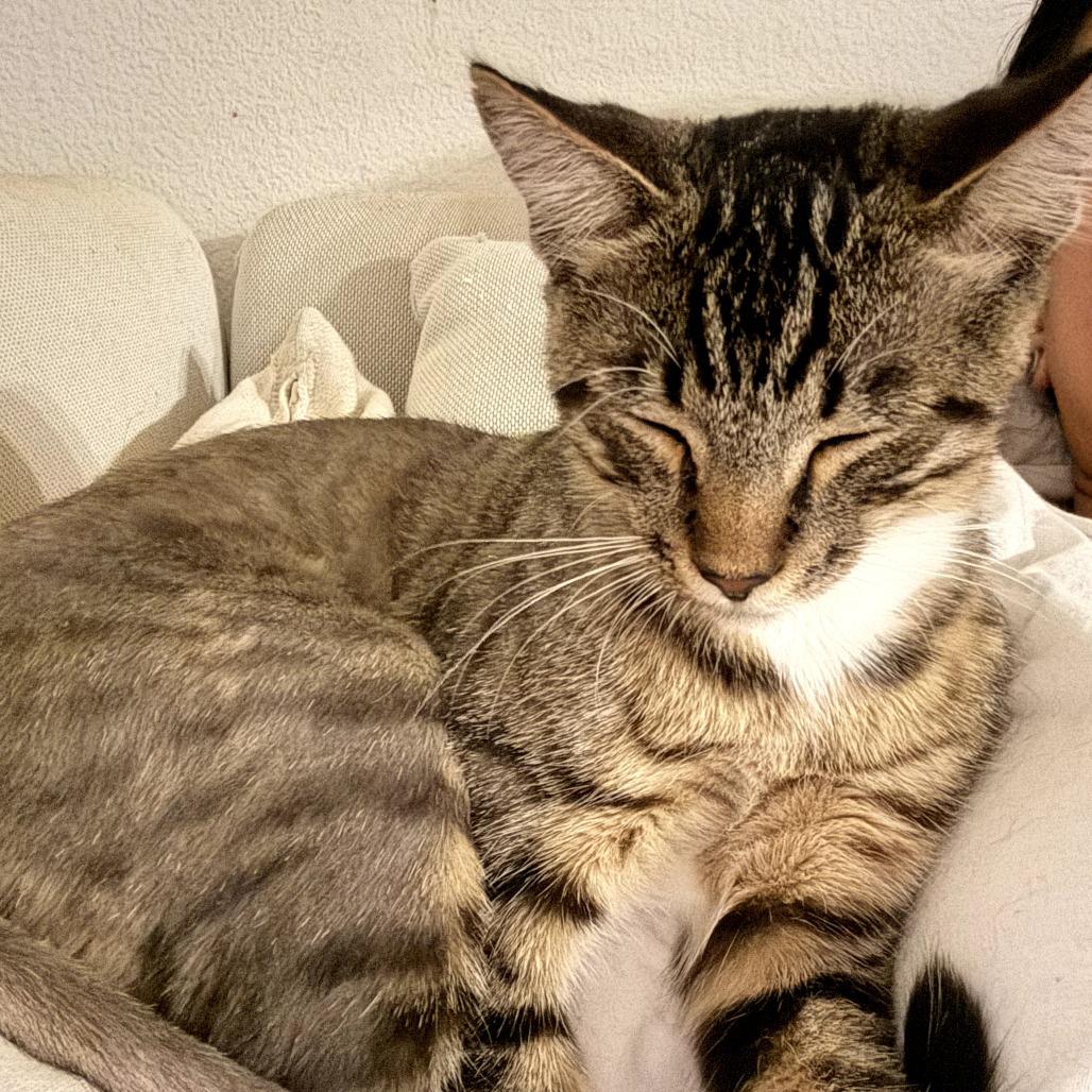 Enlarge Zuko, a Adoptable Domestic Short Hair in Long Beach, CA image 5/5