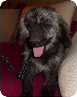 Enlarge Tikina, a Adoptable mixed breed in San Diego, CA image 3/3