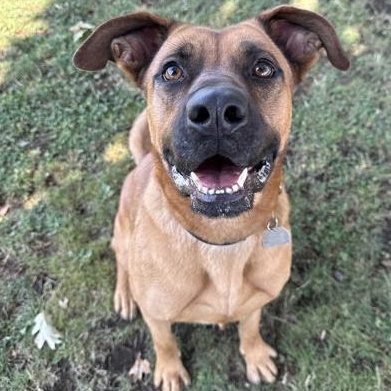 Sahara, Adoptable, Adult Female Mixed Breed.