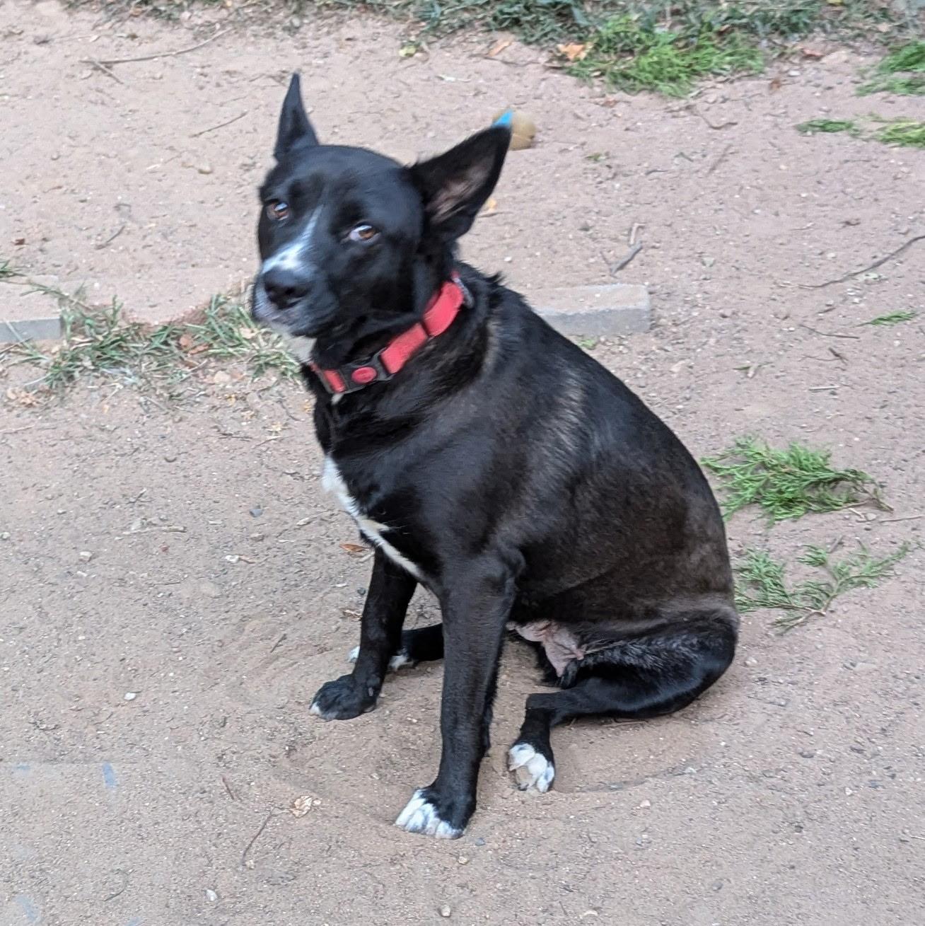 Enlarge Midnight, a Adoptable mixed breed in Paramus, NJ image 3/6