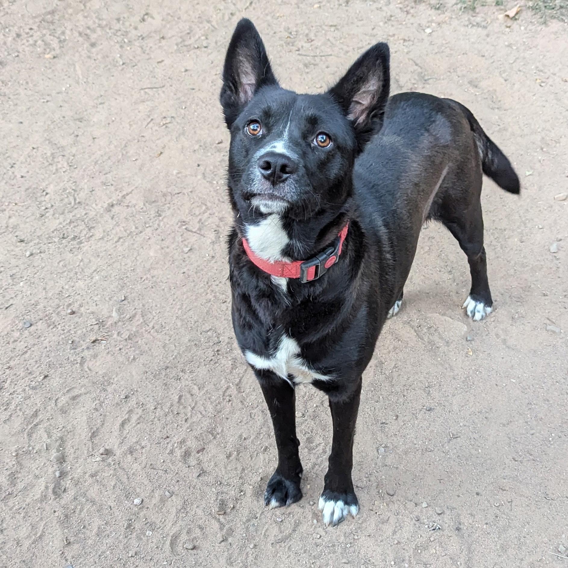Midnight, Adoptable, Adult Female Cattle Dog.