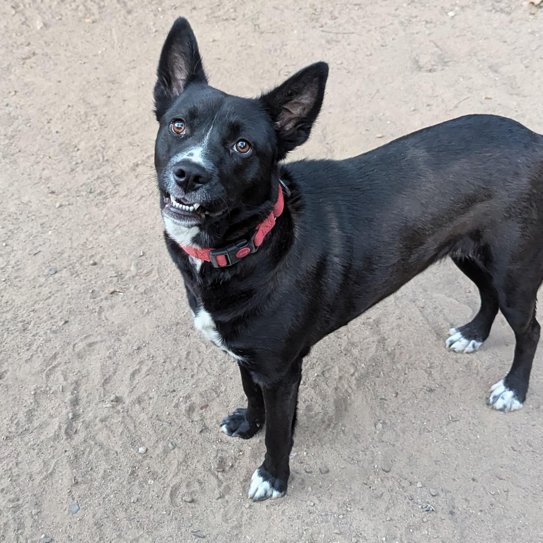 Enlarge Midnight, a Adoptable mixed breed in Paramus, NJ image 4/6