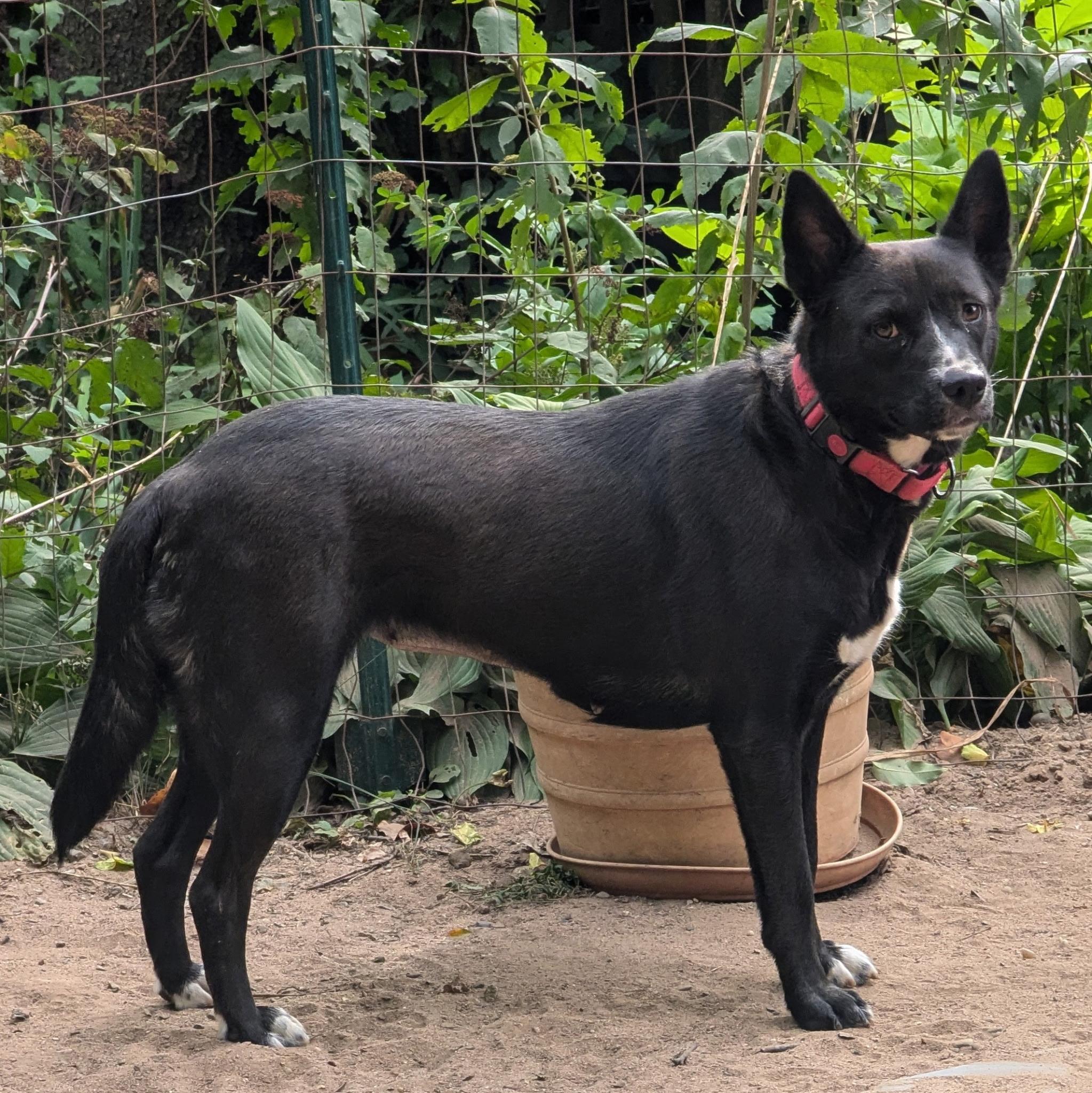 Midnight thumbnail 5