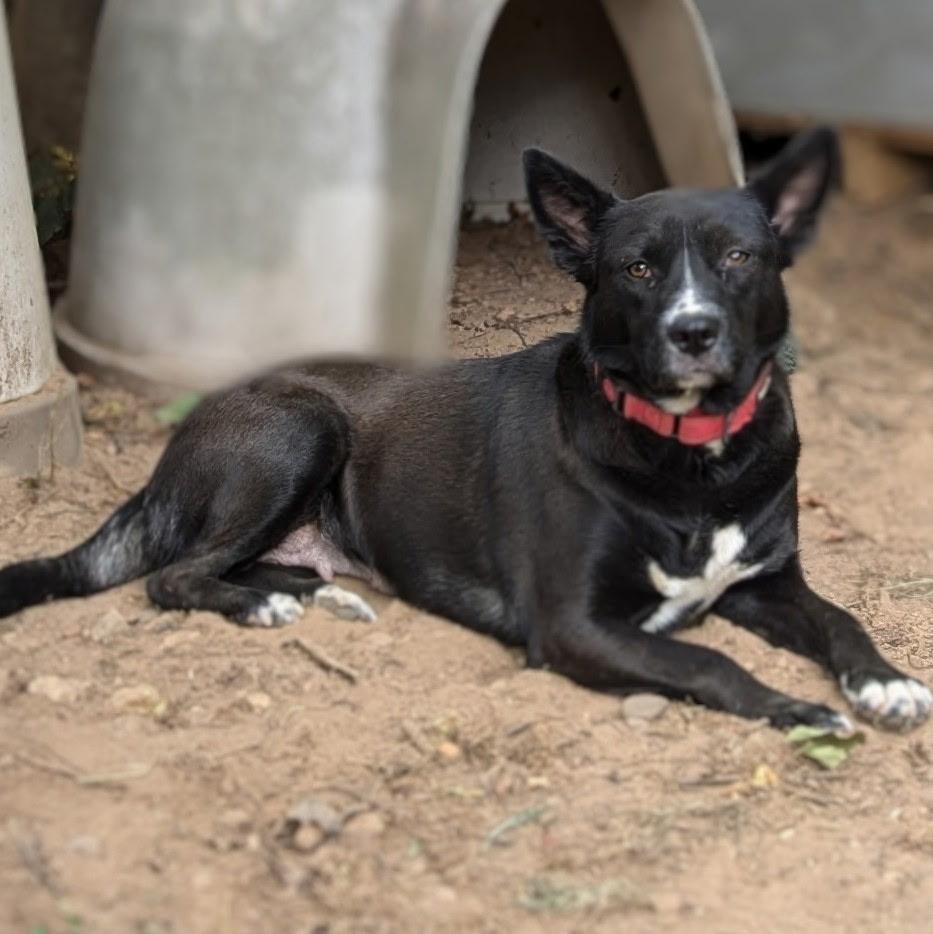 Enlarge Midnight, a Adoptable mixed breed in Paramus, NJ image 6/6