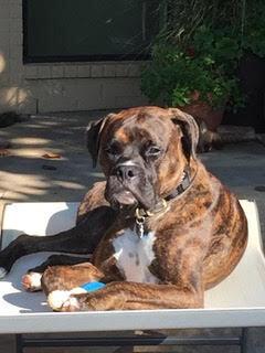 Ross aka Tucker, a Adoptable Boxer in Hewitt, TX image 1/5