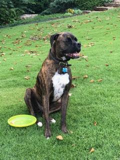 Ross aka Tucker, a Adoptable Boxer in Hewitt, TX image 3/5