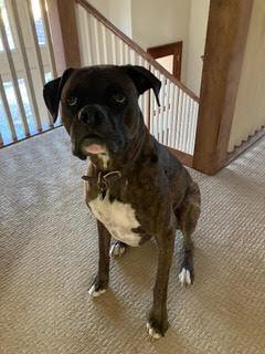 Ross aka Tucker, a Adoptable Boxer in Hewitt, TX image 4/5