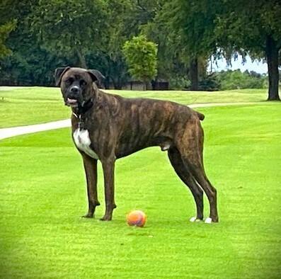Ross aka Tucker, a Adoptable Boxer in Hewitt, TX image 5/5