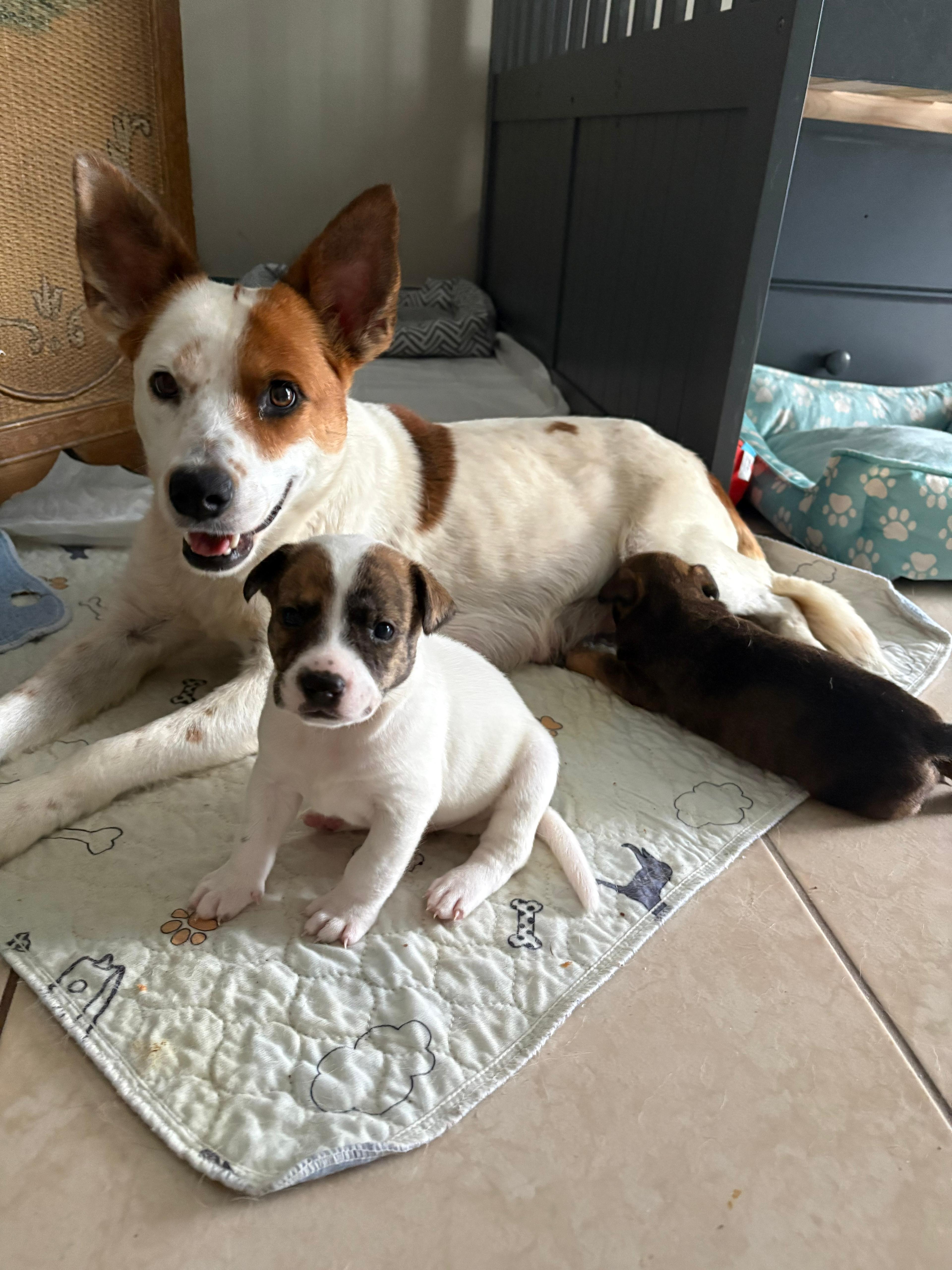Dawn, Adoptable, Young Female Jack Russell Terrier & Cattle Dog.