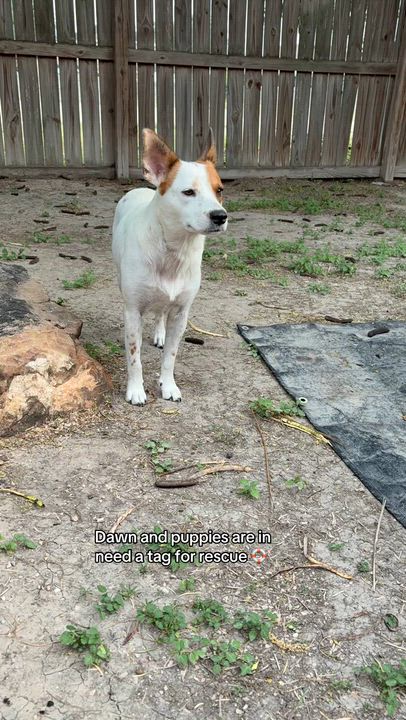 Enlarge Dawn, a Adoptable mixed breed in Falls Church, VA video 3/3