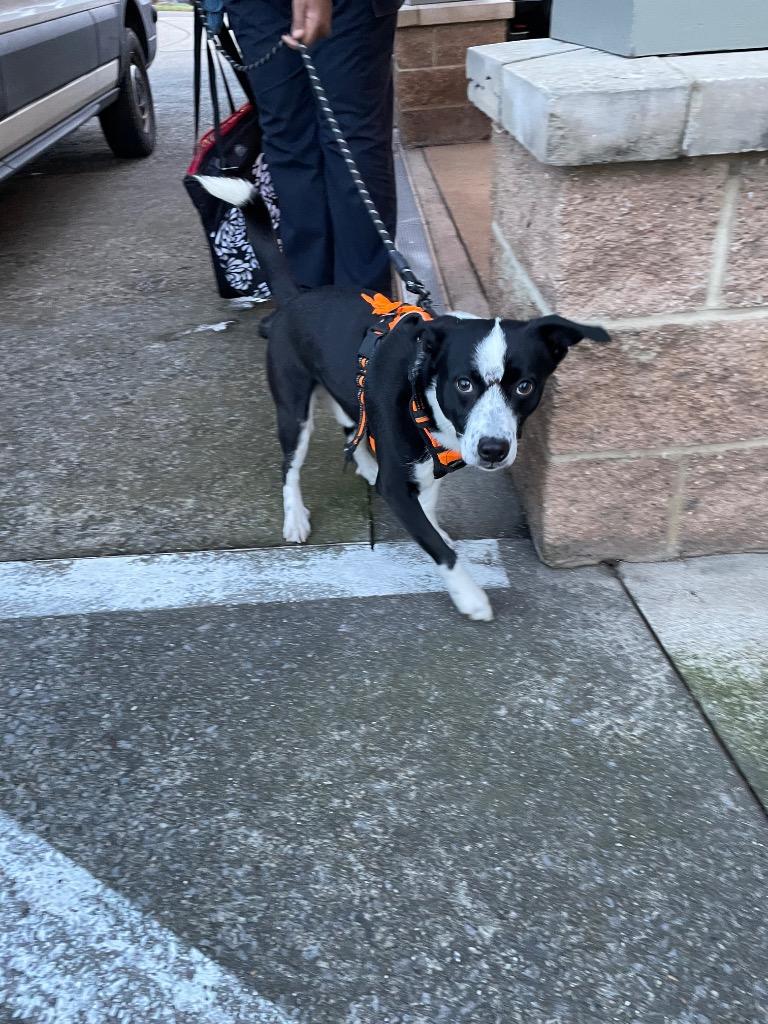 Rudolph (Whiskey), Adoptable, Young Male Mixed Breed.