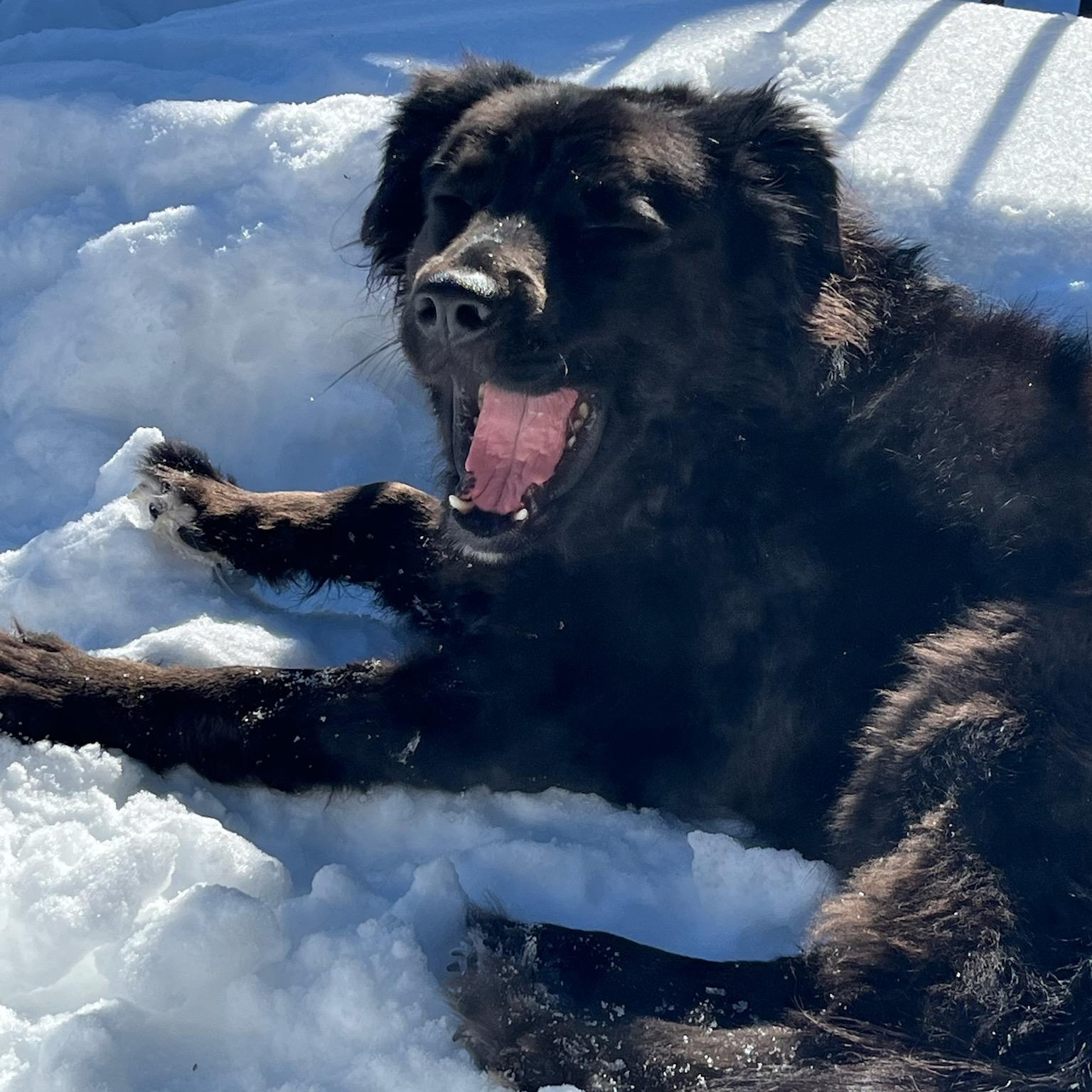 Stoney, a ADOPTABLE mixed breed in Uxbridge, ON image 3/3