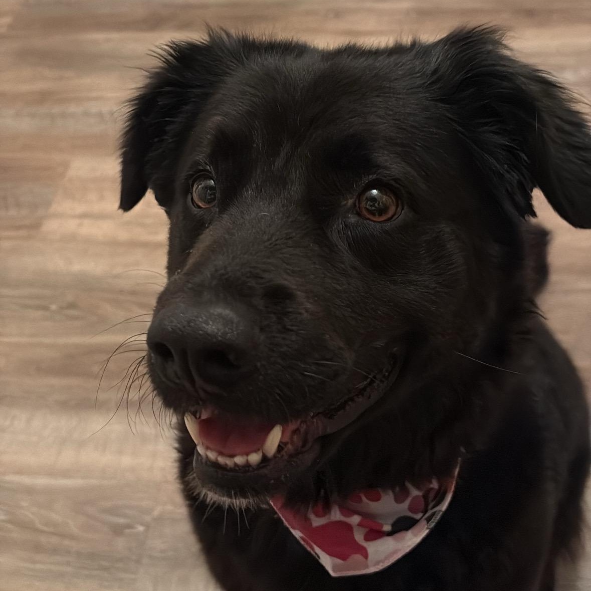 Stoney, a ADOPTABLE mixed breed in Uxbridge, ON image 1/3