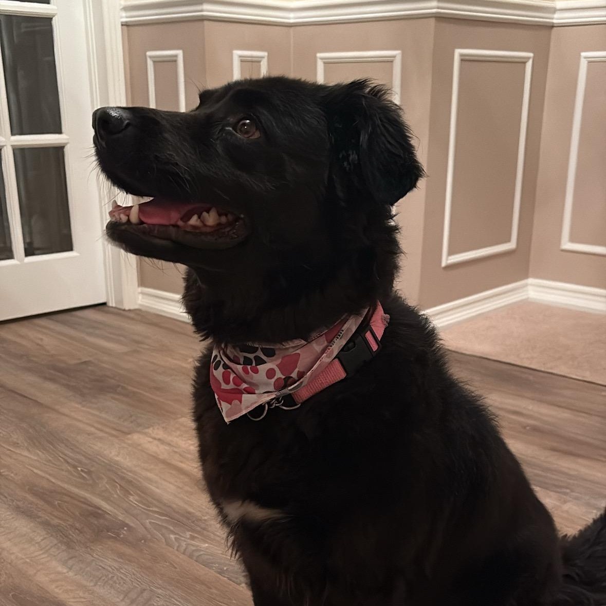 Stoney, a ADOPTABLE mixed breed in Uxbridge, ON image 2/3