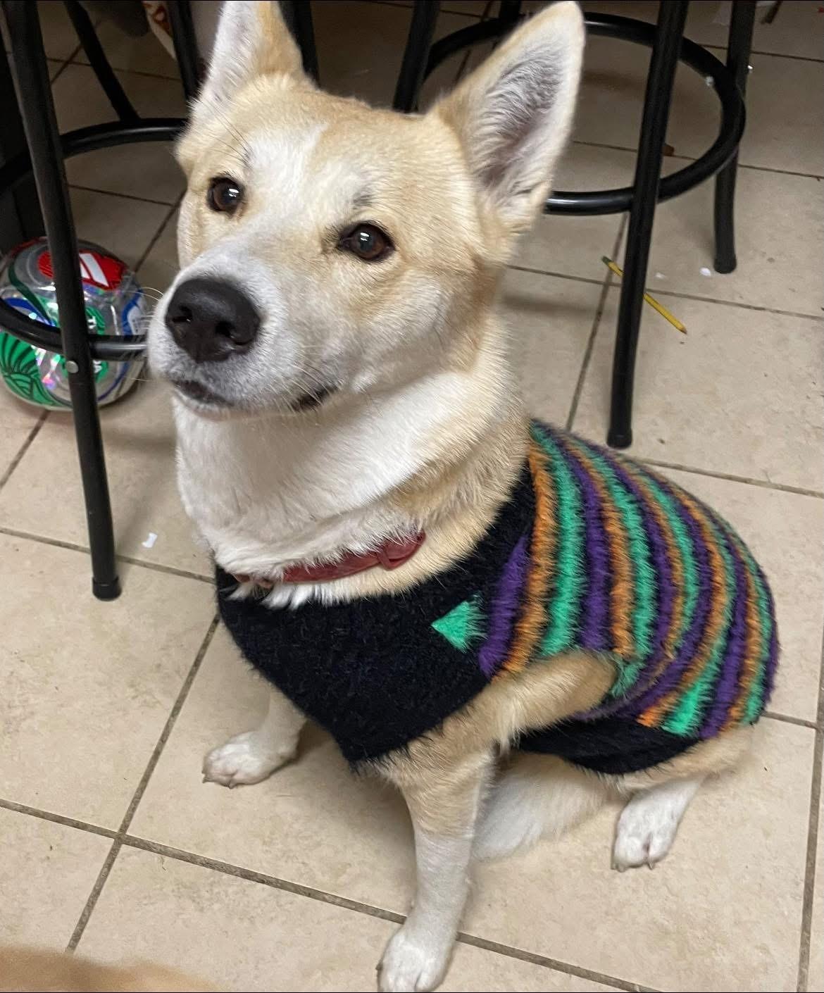Jindo-girl, a ADOPTABLE Jindo in Pleasant Hill, CA image 2/3