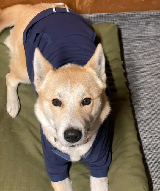 Jindo-girl, ADOPTABLE, Adult Female Jindo.