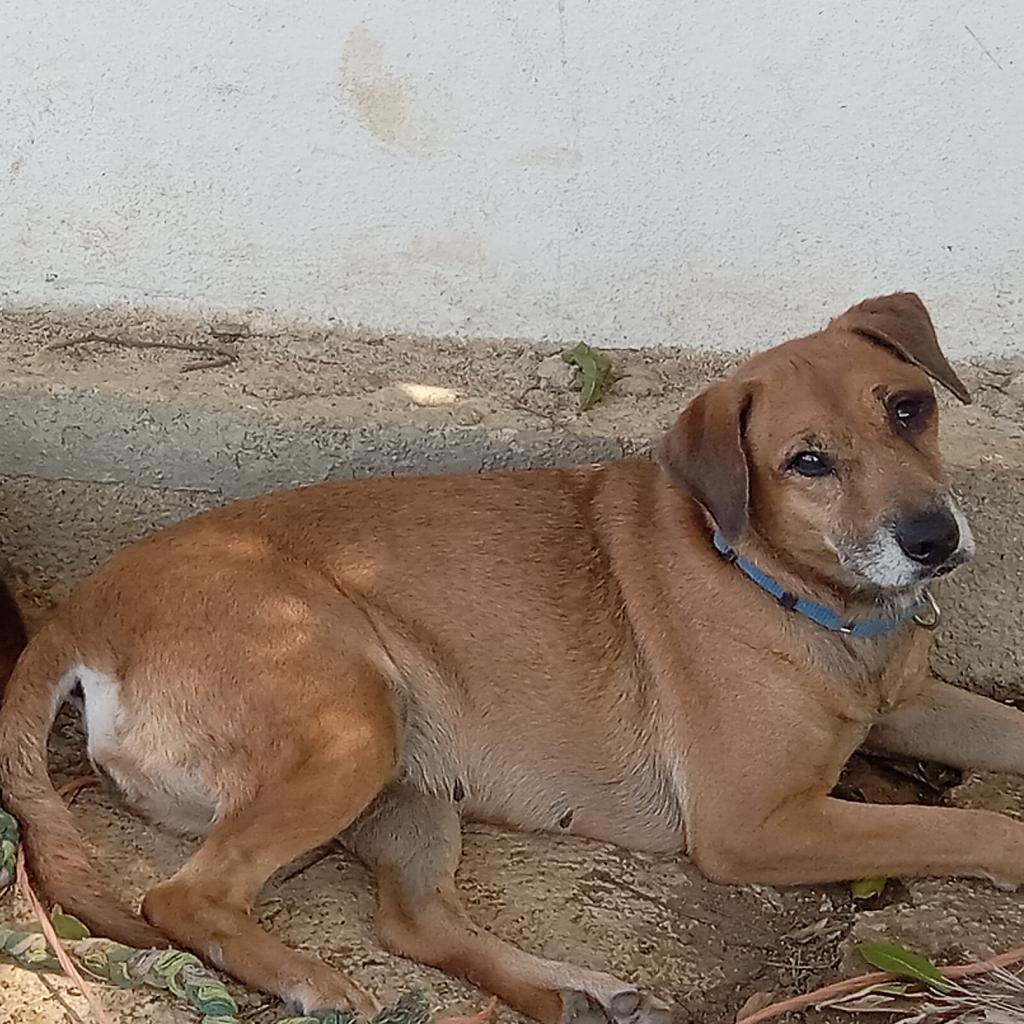 Venus Williams, Adoptable, Senior Female Mixed Breed.