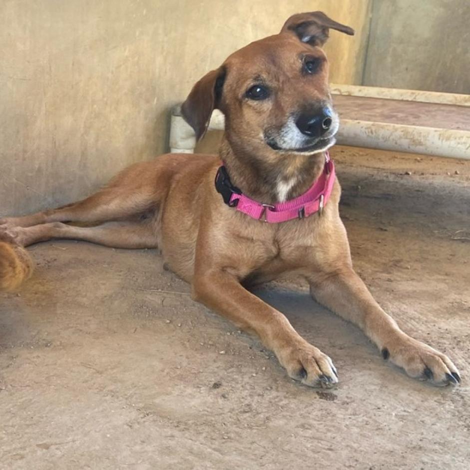 Venus Williams, a Adoptable Mixed Breed in Vieques, PR image 2/6