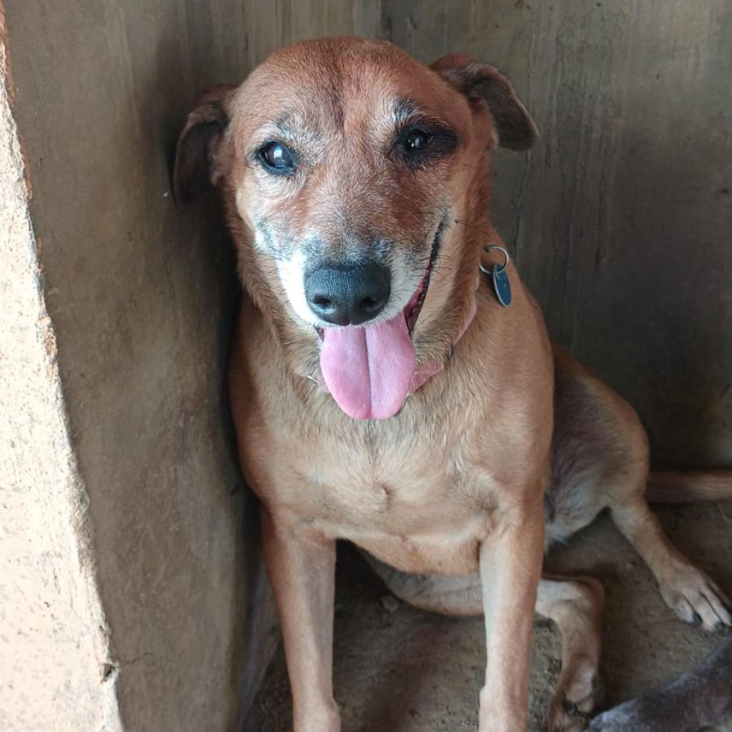 Venus Williams, a Adoptable Mixed Breed in Vieques, PR image 3/6