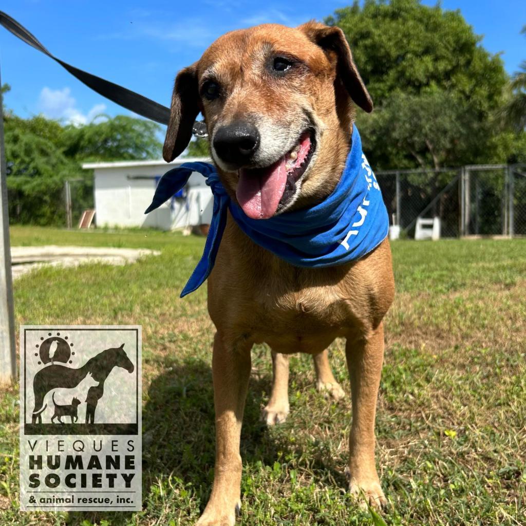 Venus Williams, a Adoptable Mixed Breed in Vieques, PR image 4/6