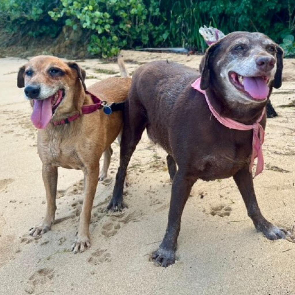 Venus Williams, a Adoptable Mixed Breed in Vieques, PR image 6/6