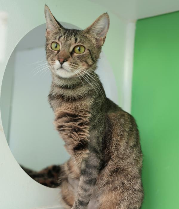 Penelope, Adoptable, Adult Female Domestic Short Hair.