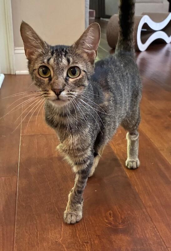 Enlarge Penelope, a Adoptable Domestic Short Hair in Marietta, GA image 2/6