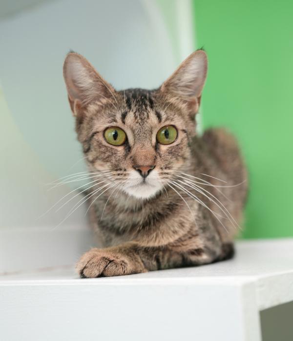 Enlarge Penelope, a Adoptable Domestic Short Hair in Marietta, GA image 4/6