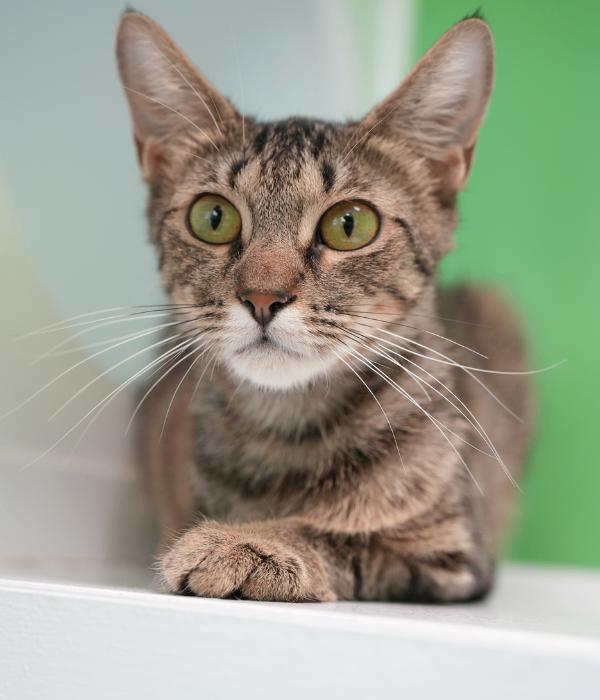Enlarge Penelope, a Adoptable Domestic Short Hair in Marietta, GA image 5/6