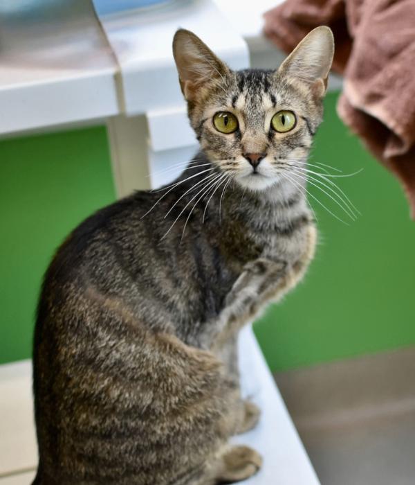 Enlarge Penelope, a Adoptable Domestic Short Hair in Marietta, GA image 6/6