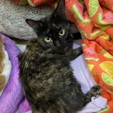 Pepper *BONDED WITH CHASER*, an adoptable Domestic Long Hair in Menasha, WI, 54952 | Photo Image 2