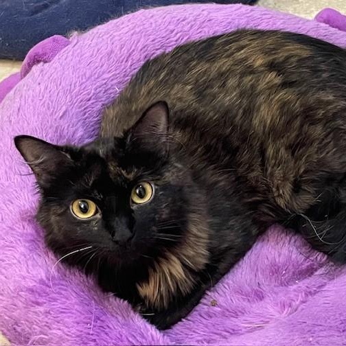 Pepper *BONDED WITH CHASER*, an adoptable Domestic Long Hair in Menasha, WI, 54952 | Photo Image 1