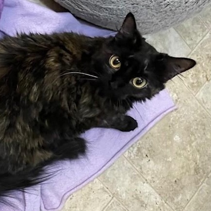 Pepper *BONDED WITH CHASER*, an adoptable Domestic Long Hair in Menasha, WI, 54952 | Photo Image 5