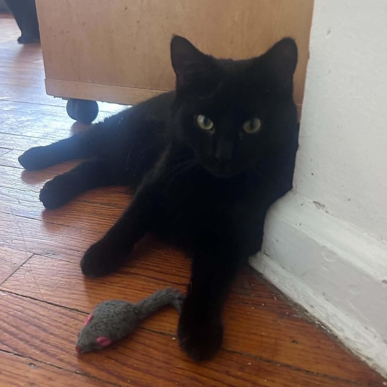 Enlarge Parker (kitten missing 1/2 tail), a ADOPTABLE Domestic Short Hair in Huntington, NY image 2/2