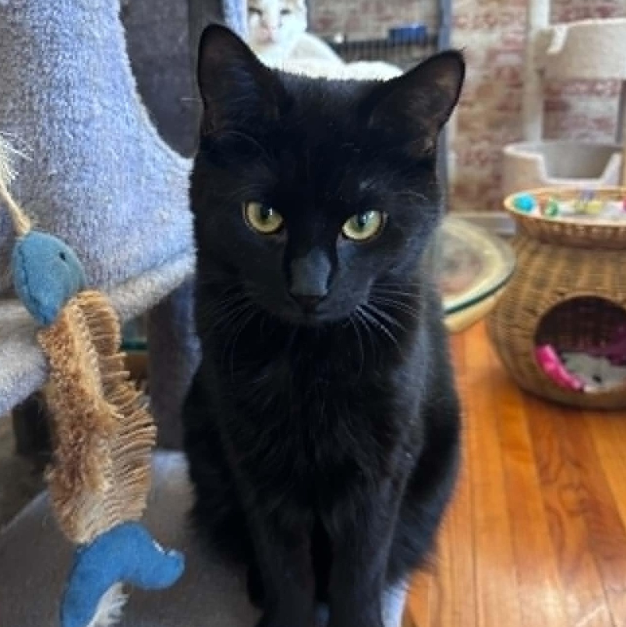 Parker (kitten missing 1/2 tail), ADOPTABLE, Kitten Male Domestic Short Hair.