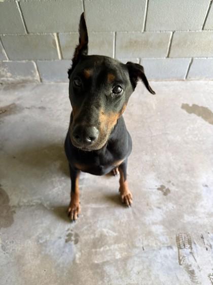 Enlarge Sammie, a Adoptable mixed breed in Covington, LA image 1/1