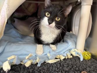 Flapjack, Adoptable, Adult Male Domestic Short Hair & Domestic Short Hair.