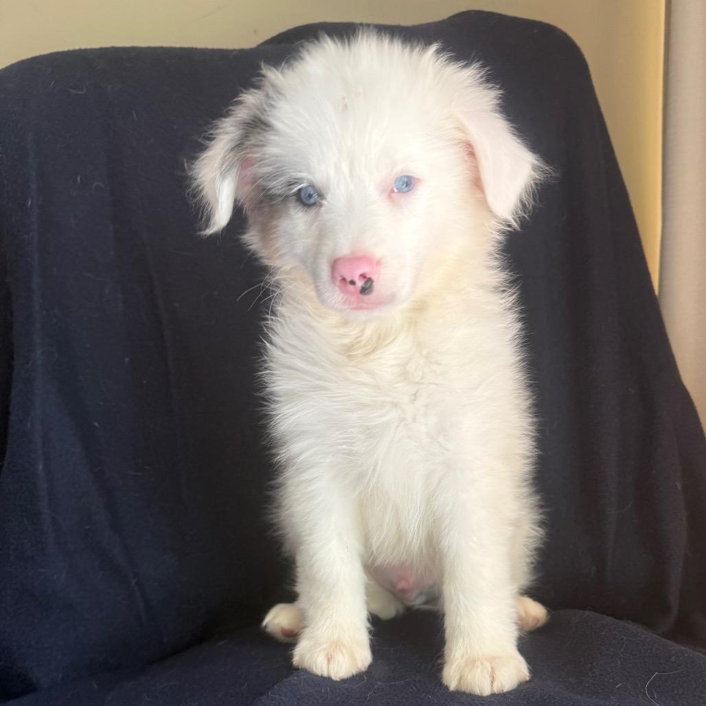 Enlarge Banzai, a ADOPTABLE Australian Shepherd in Zionsville, IN image 1/1