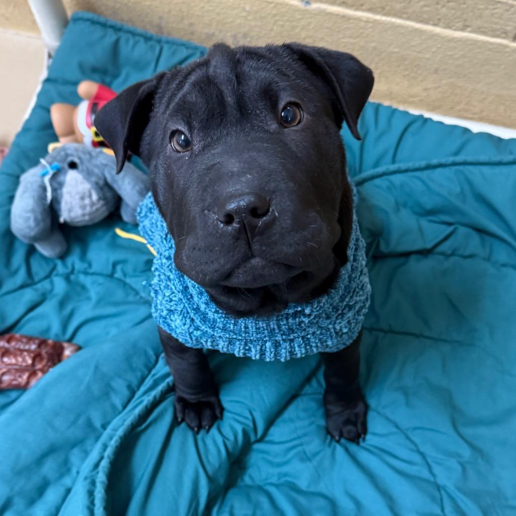Daffy, Adoptable, Puppy Male Shar-Pei & Labrador Retriever.