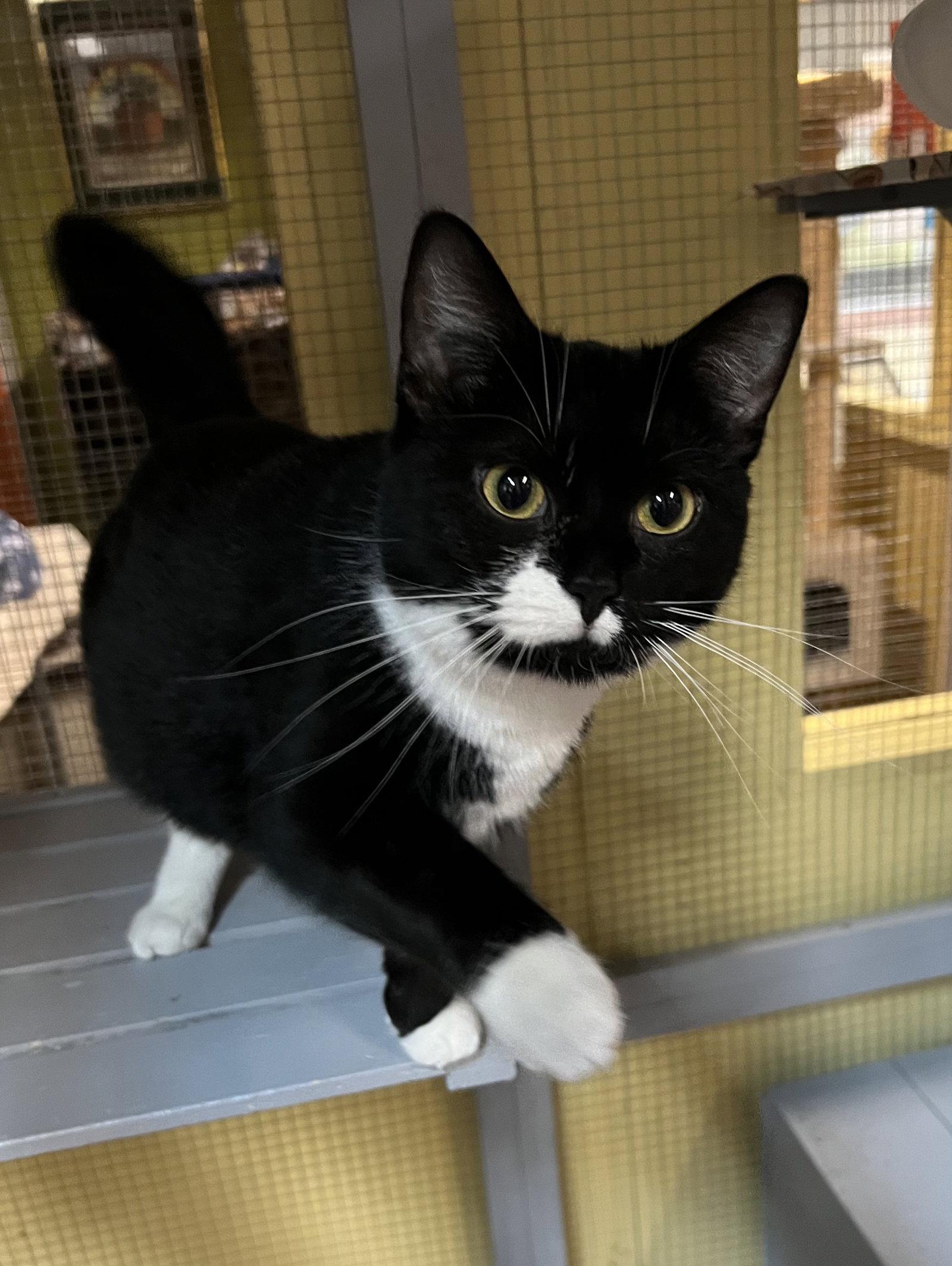 Mercedes, Adopted, Young Female Domestic Short Hair.
