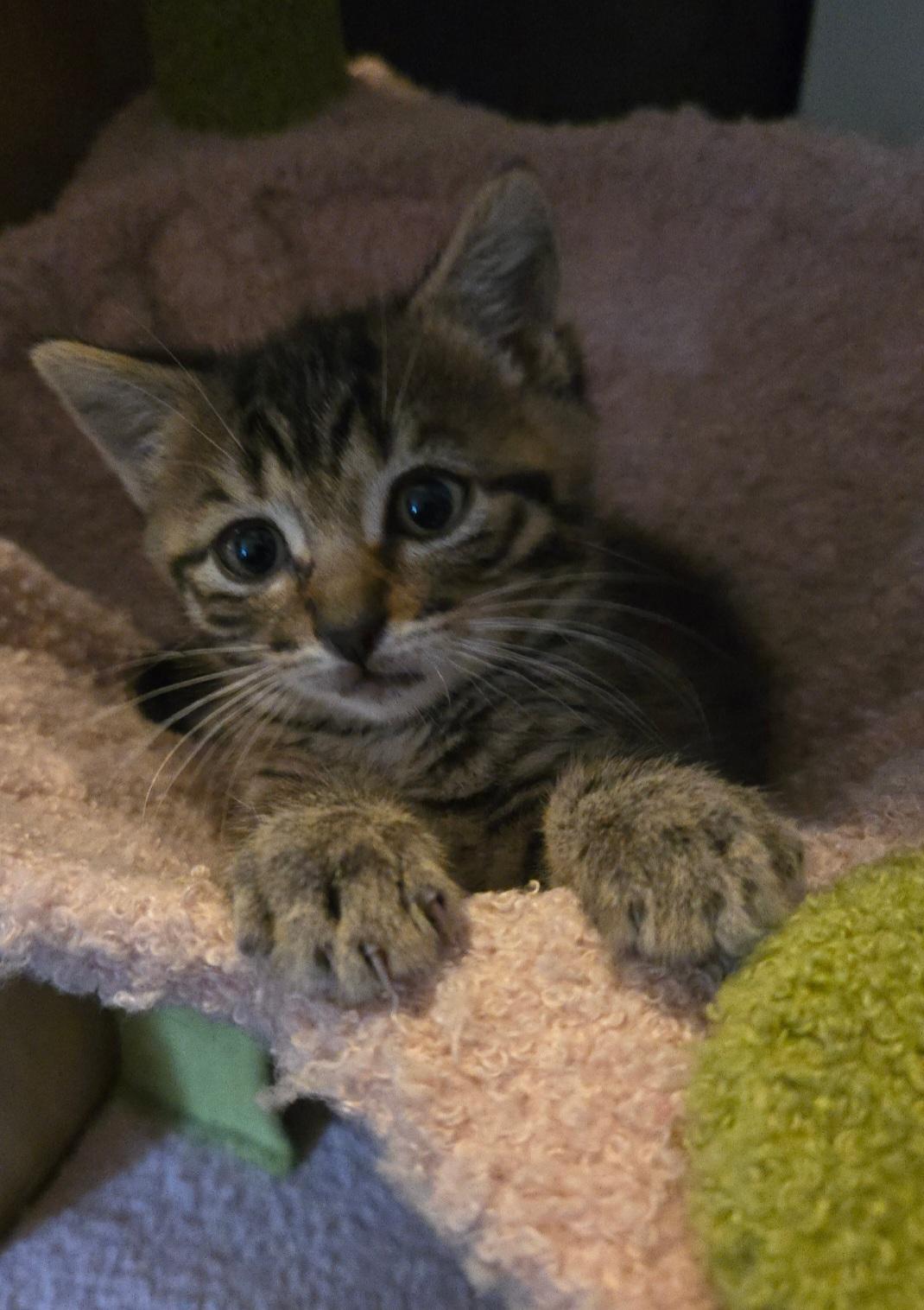 Enlarge Flint, a Adoptable Domestic Short Hair in Freemansburg, PA image 2/3