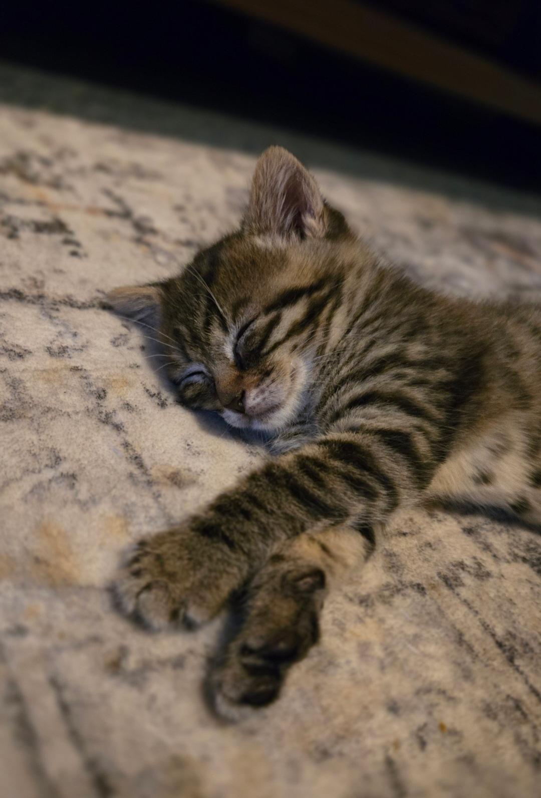 Flint, Adoptable, Kitten Male Domestic Short Hair.