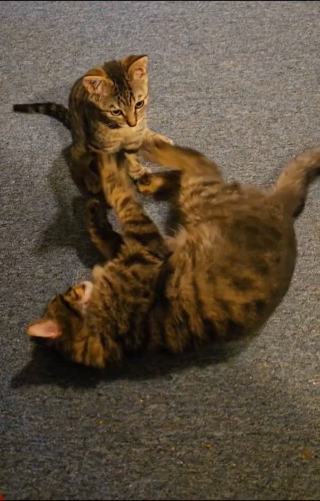 Enlarge Flint, a Adoptable Domestic Short Hair in Freemansburg, PA video 3/3