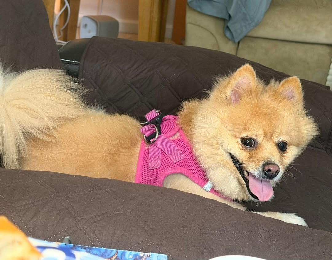 Daisy, an adopted Pomeranian in Dayton, OH image 5/6