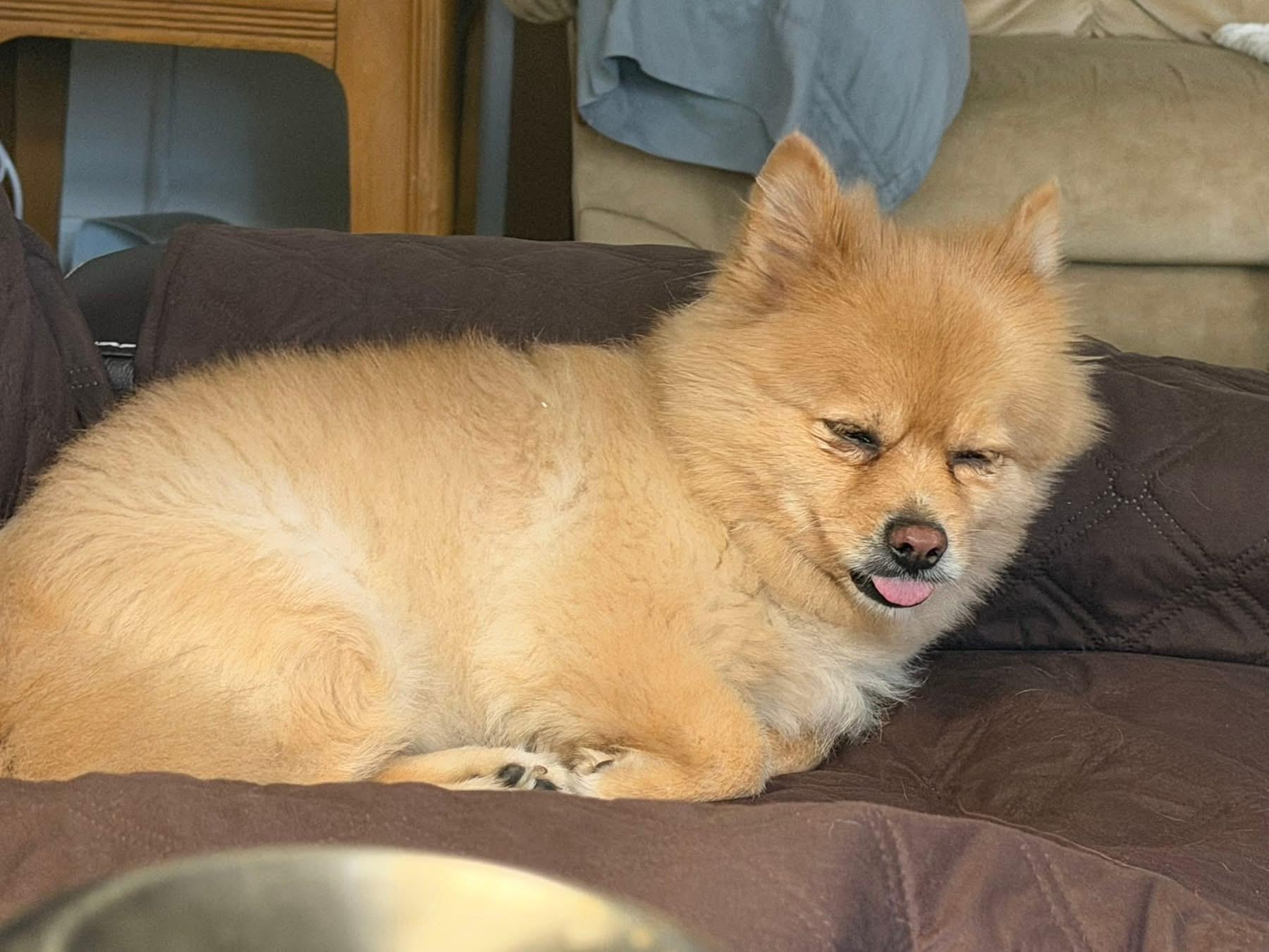 Daisy, an adopted Pomeranian in Dayton, OH image 4/6