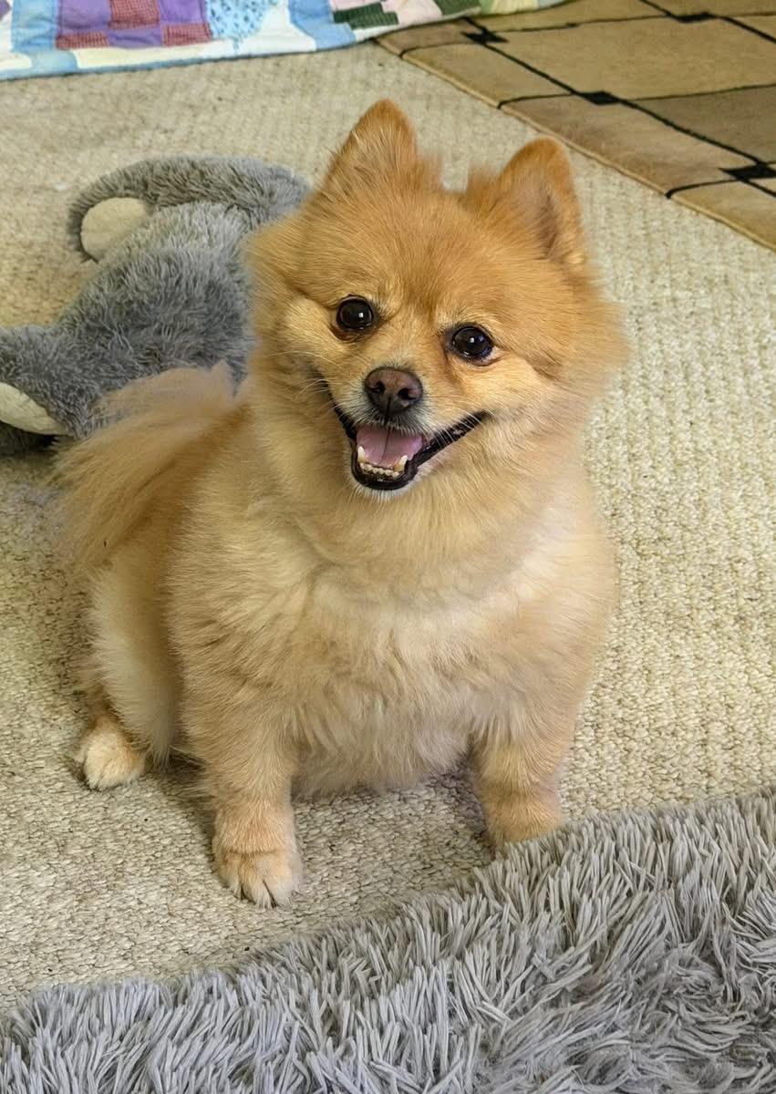 Daisy, adopted, Senior Female Pomeranian.