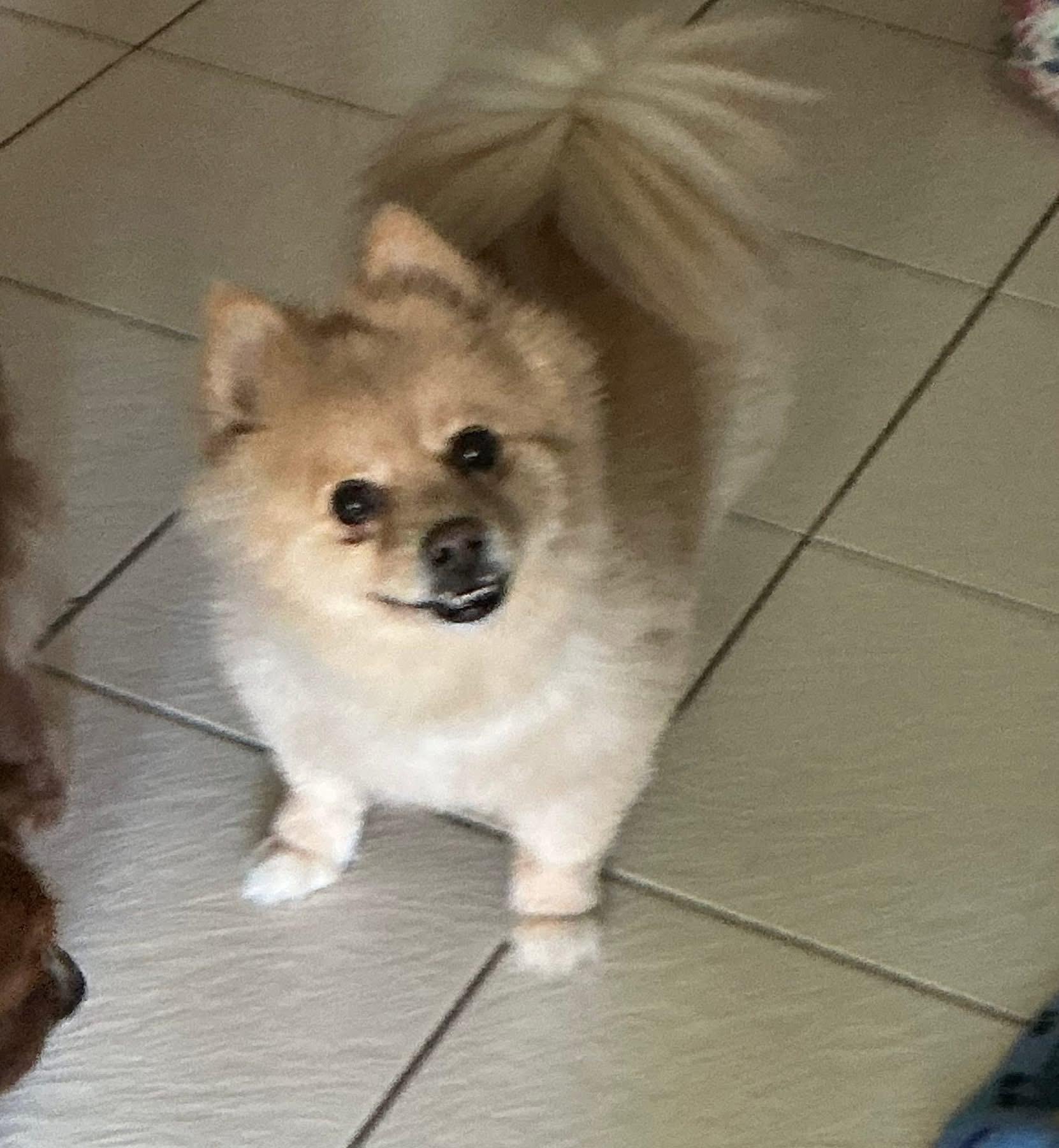 Daisy, an adopted Pomeranian in Dayton, OH image 2/6