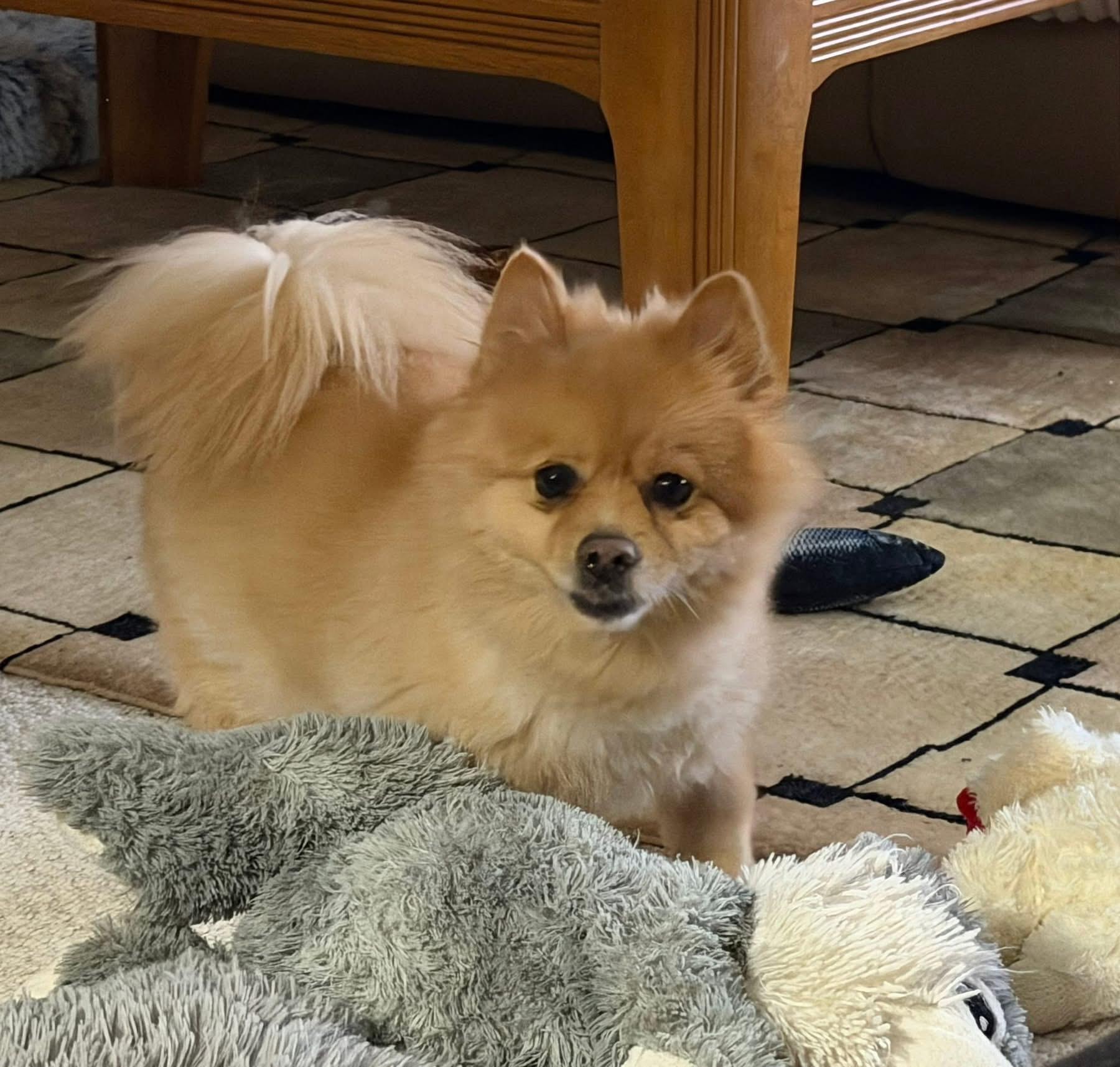 Daisy, an adopted Pomeranian in Dayton, OH image 6/6