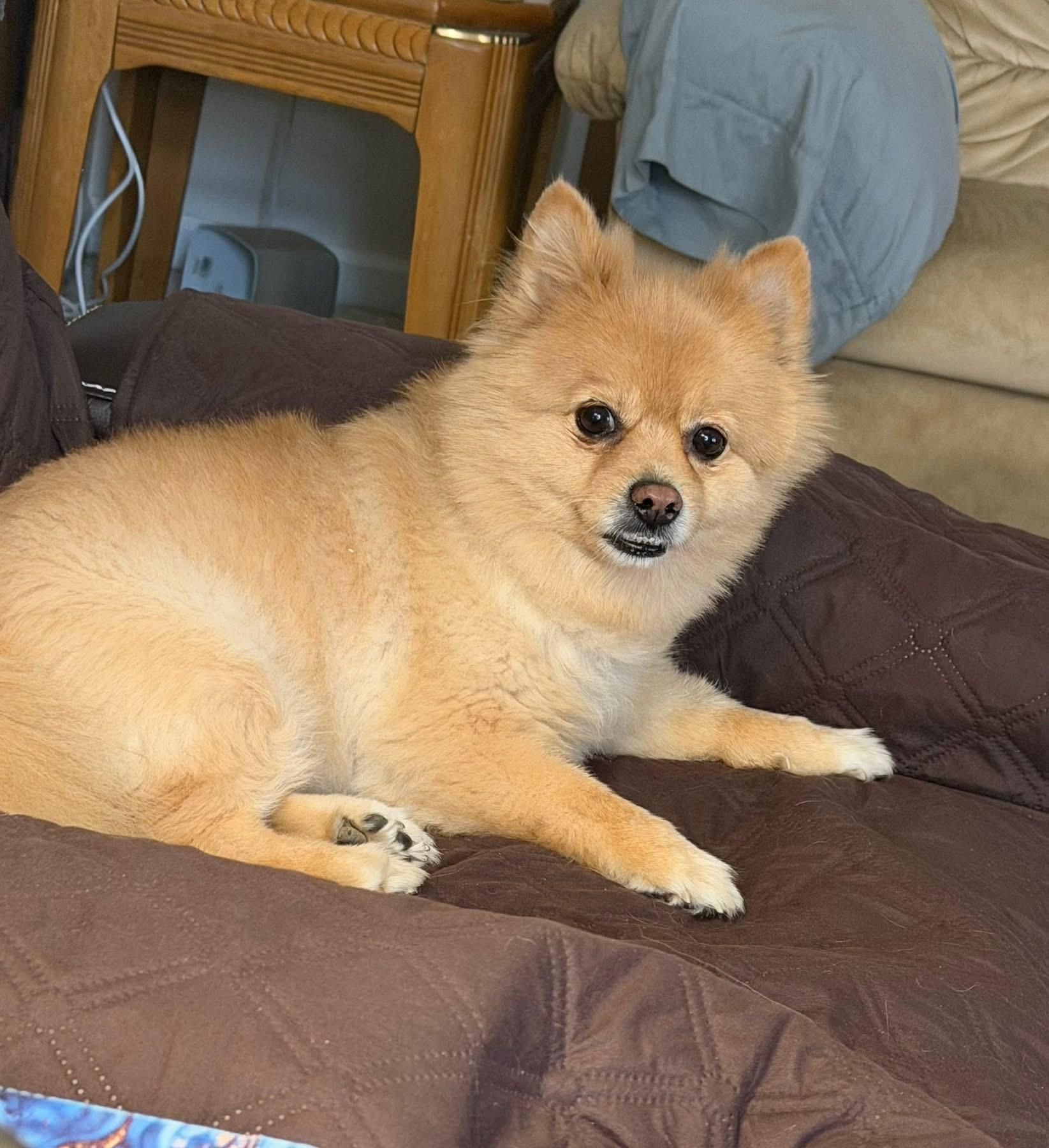 Daisy, an adopted Pomeranian in Dayton, OH image 3/6